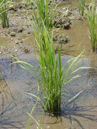 �U����{�̕c