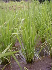 �U�����{�̕c