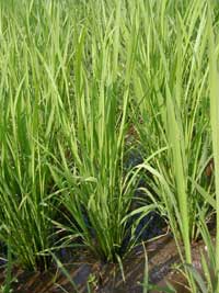 �V����{�̕c