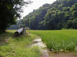 �R�Ԃ̓c���