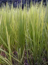 �V�����{�̕c