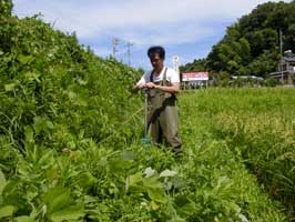 �Ë��i���񂫂�j