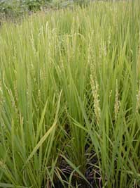 ���̂����c