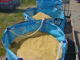 積み込まれた籾(もみ)