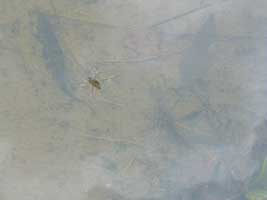 �A�����{