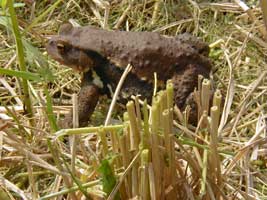 �傫���J�G��